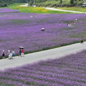 酉阳菖蒲大草原：生态治理显成效 高山避暑旅游火
