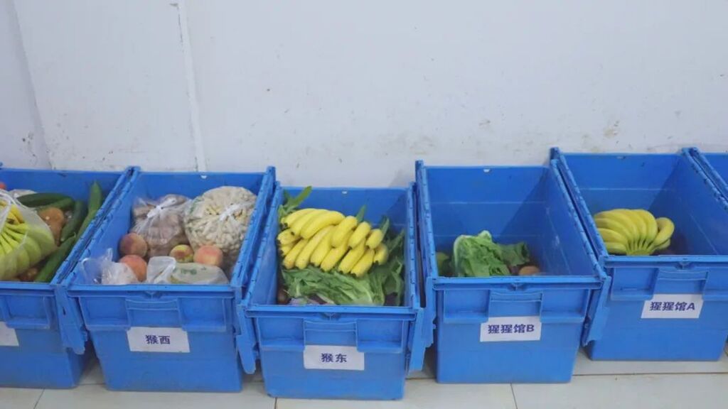 工作人员将专属食物分装称重。重庆动物园供图