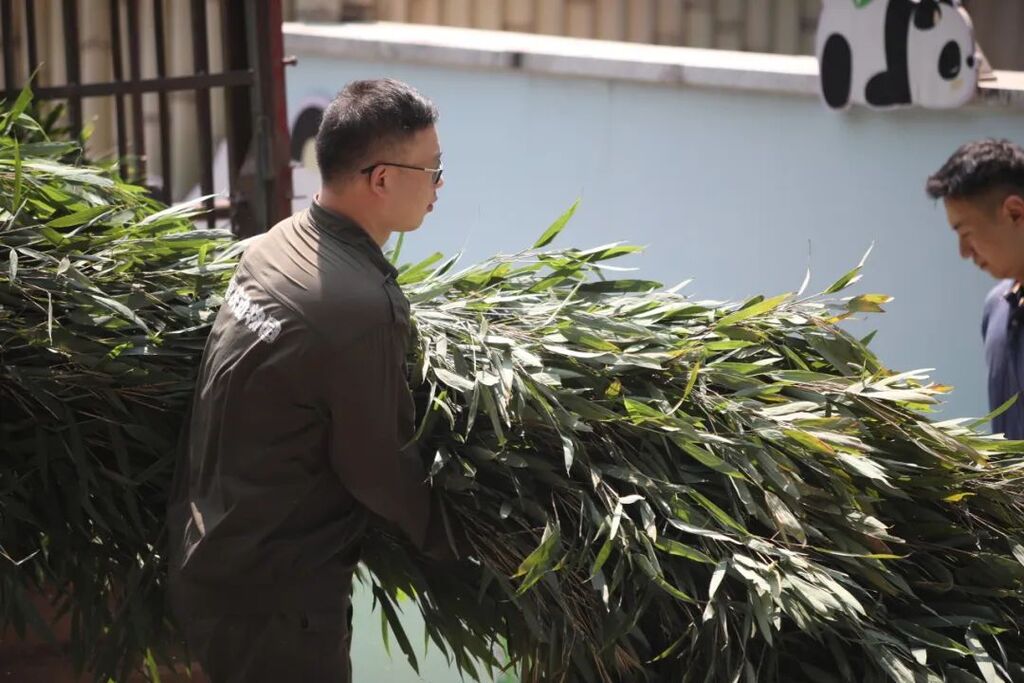 新鲜竹叶按时送达。重庆动物园供图