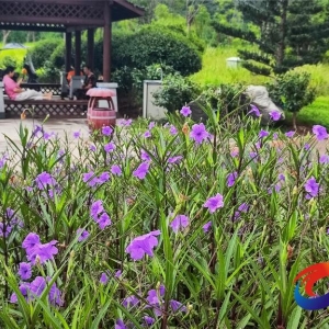 铜梁：紫色浪漫！原乡中央公园蓝花草盛开
