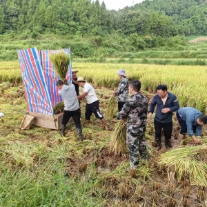 万州柱山乡举办“丰收季•稻香行”稻谷收割体验活动