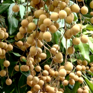 丰都：兴义镇万亩龙眼上市 甜到“心巴上”