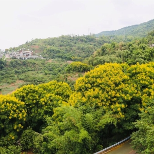 涪陵：乘索道飞越金秋 来美心红酒小镇解锁秋游新玩法