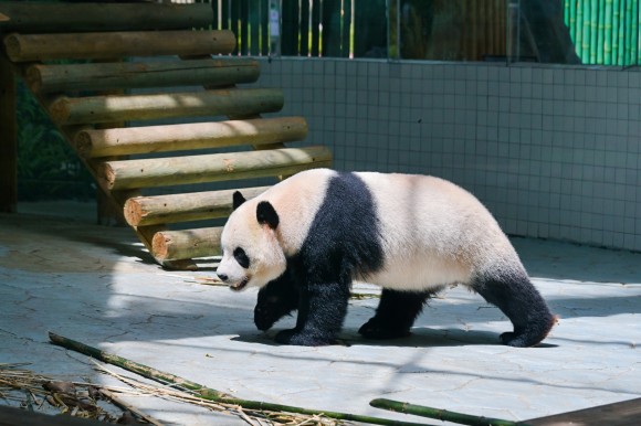 华蓥山大熊猫苑的熊猫“一家”。熊桂伟 摄