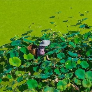 潼南：发展“莲子采摘+乡村旅游”模式 打造乡村旅游新业态