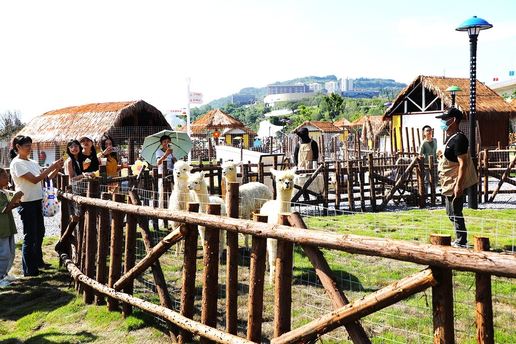 游客与小羊驼亲密接触。通讯员 余鸿 摄